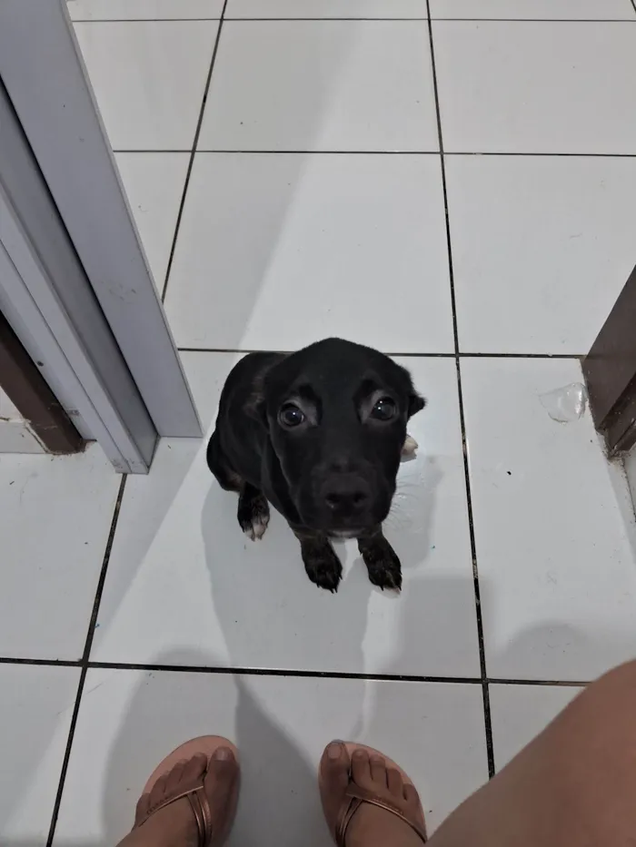 Cachorro raça SRD-ViraLata idade 2 a 6 meses nome Kiara