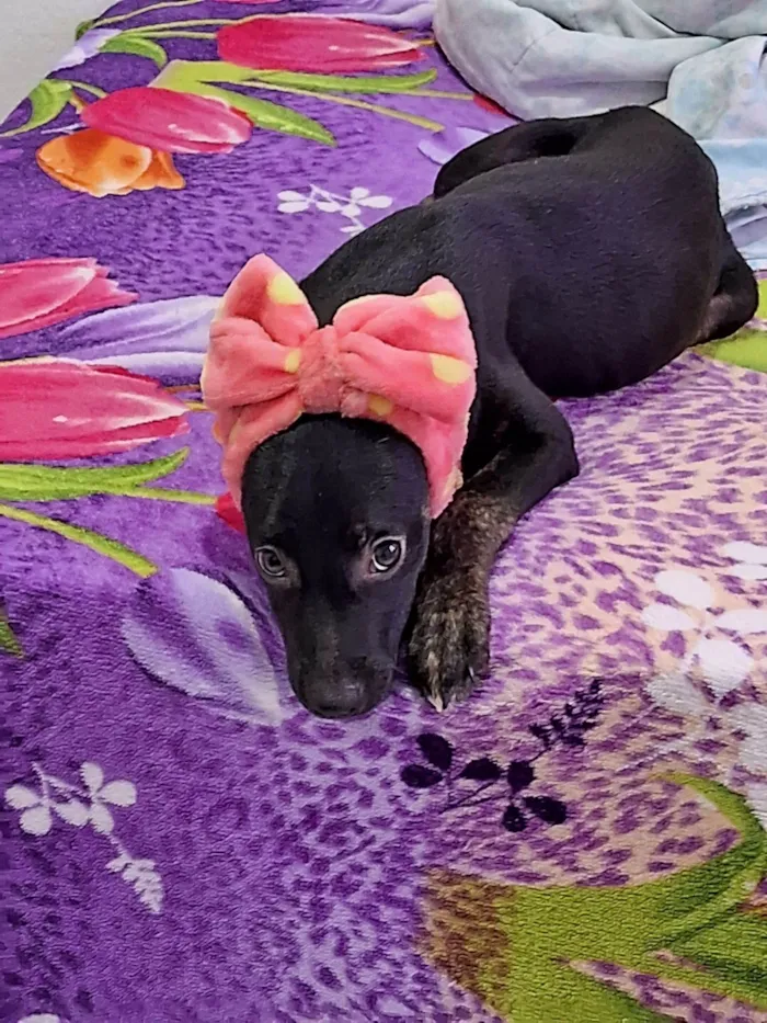 Cachorro raça SRD-ViraLata idade 2 a 6 meses nome Kiara