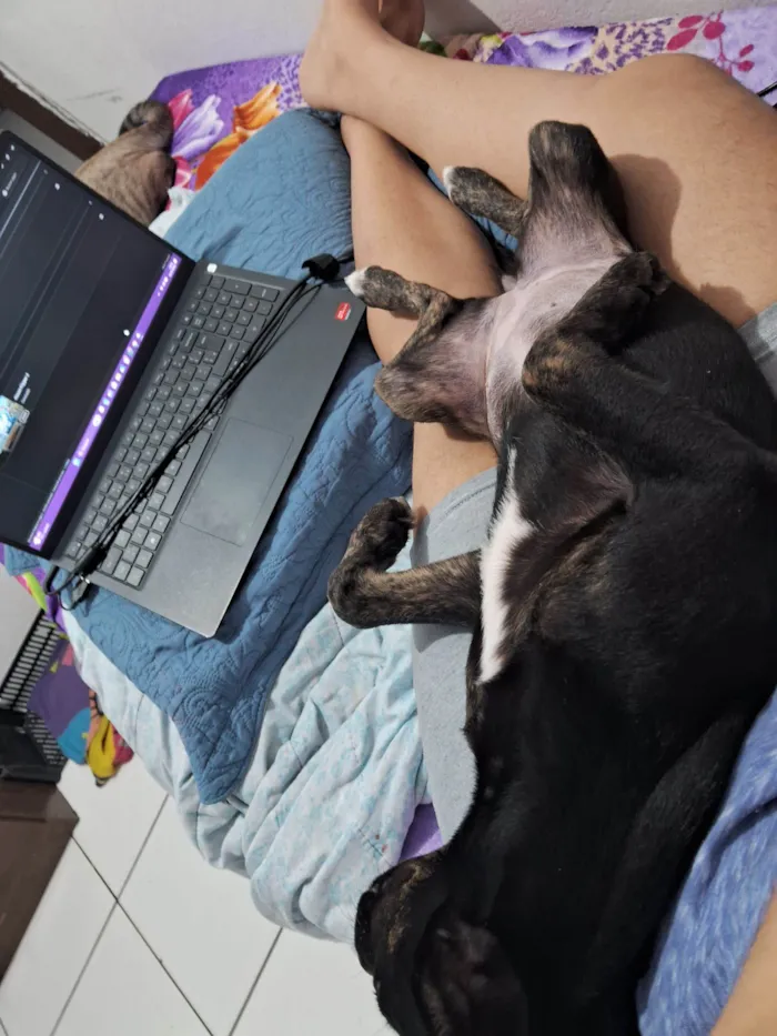 Cachorro raça SRD-ViraLata idade 2 a 6 meses nome Kiara