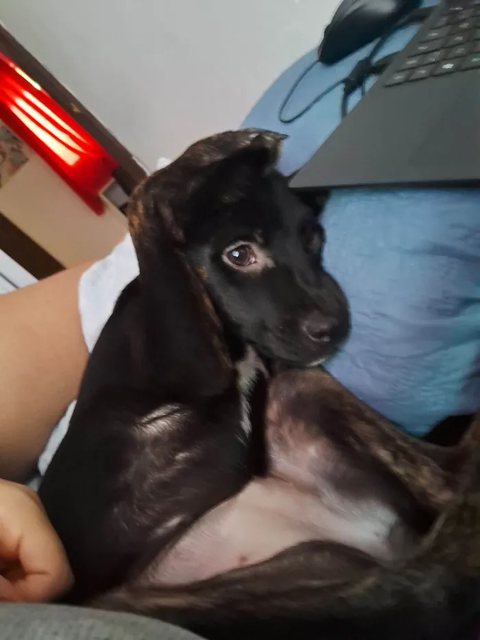 Cachorro raça SRD-ViraLata idade 2 a 6 meses nome Kiara