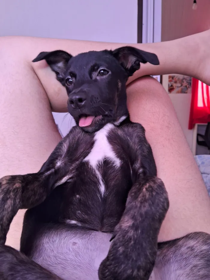 Cachorro raça SRD-ViraLata idade 2 a 6 meses nome Kiara