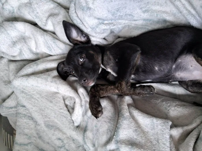 Cachorro raça SRD-ViraLata idade 2 a 6 meses nome Kiara