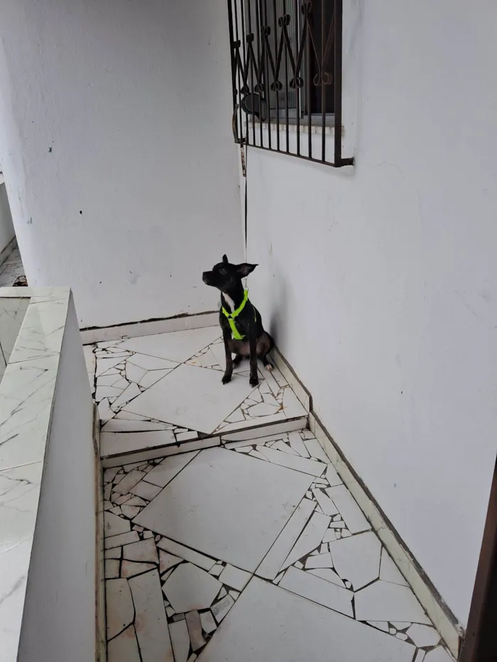 Cachorro raça SRD-ViraLata idade 2 a 6 meses nome Kiara