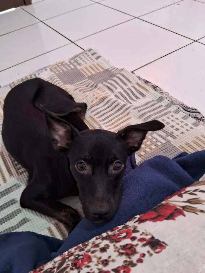Cachorro raça SRD-ViraLata idade 2 a 6 meses nome Kiara
