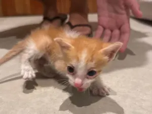 Gato raça SRD-ViraLata idade Abaixo de 2 meses nome Não tem