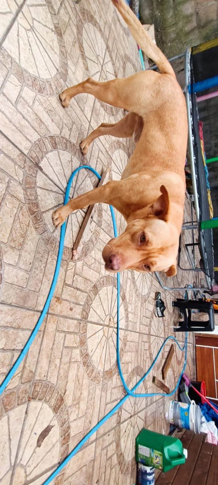 Cachorro raça Pit-Bull idade 3 anos nome Thor