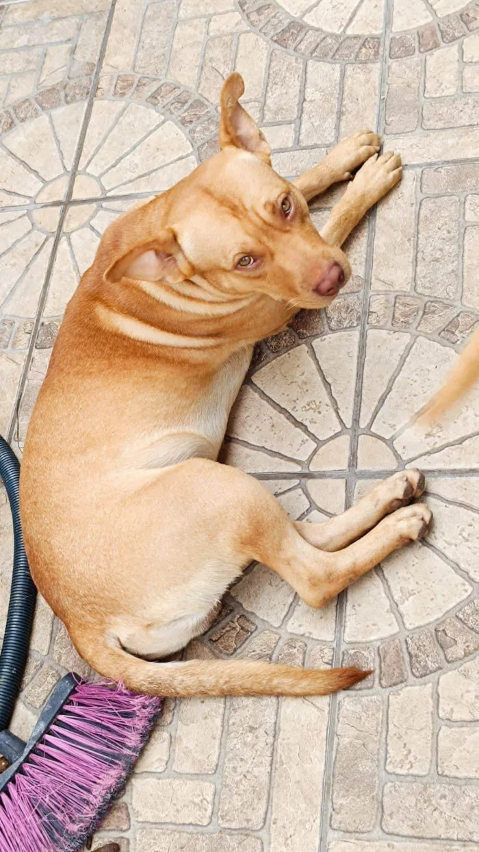 Cachorro raça Pit-Bull idade 3 anos nome Thor