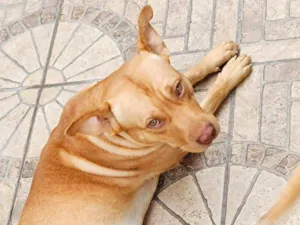 Cachorro raça Pit-Bull idade 3 anos nome Thor