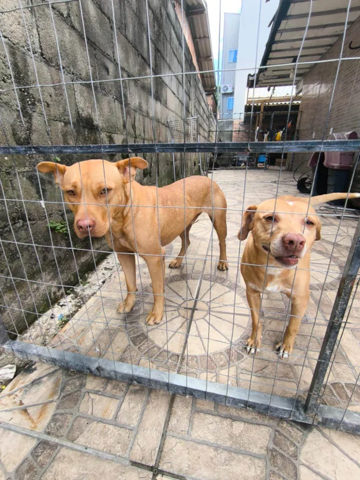 Cachorro raça SRD-ViraLata idade 5 anos nome Zuma