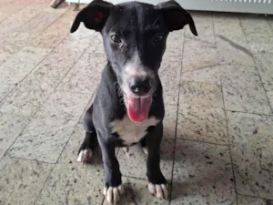 Cachorro raça Basset-Cofap idade 2 a 6 meses nome Pretinho