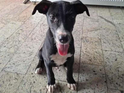 Cachorro raça Basset-Cofap idade 2 a 6 meses nome Pretinho