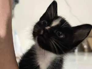 Gato raça SRD-ViraLata idade Abaixo de 2 meses nome Não tem 