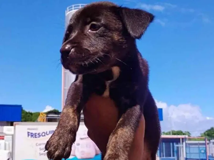 Cachorro raça SRD-ViraLata idade 2 a 6 meses nome Kiara