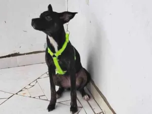 Cachorro raça SRD-ViraLata idade 2 a 6 meses nome Kiara