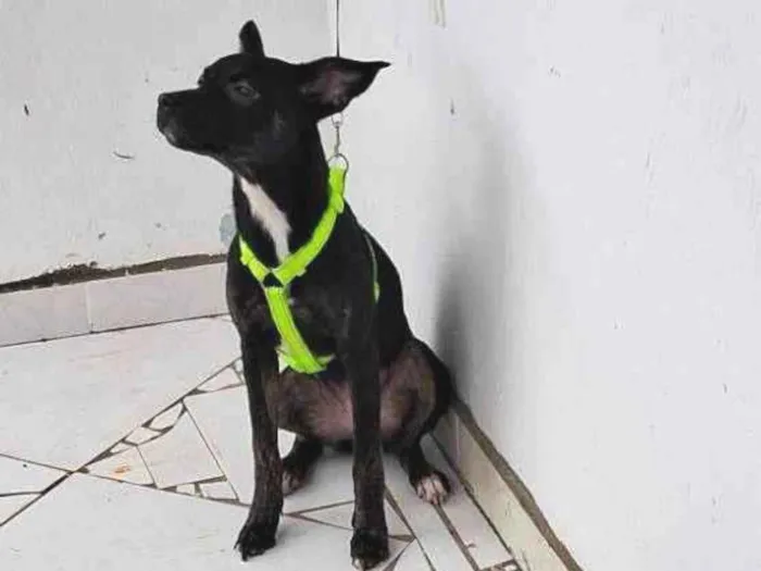 Cachorro raça SRD-ViraLata idade 2 a 6 meses nome Kiara