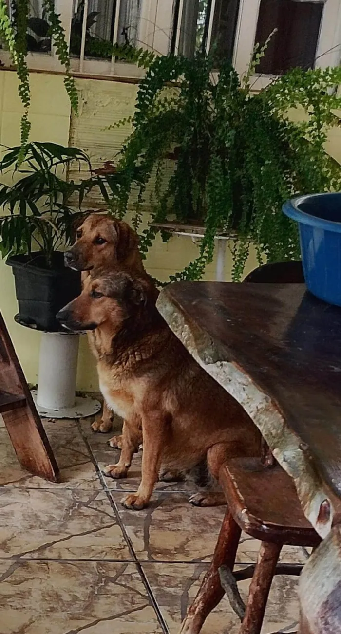 Cachorro raça SRD-ViraLata idade 4 anos nome Magrela e Amarela