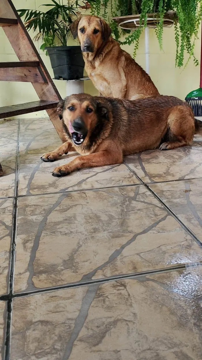 Cachorro raça SRD-ViraLata idade 4 anos nome Magrela e Amarela