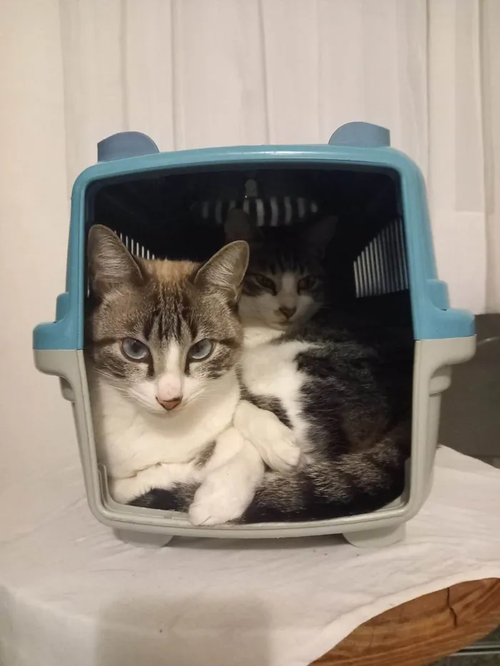 Gato raça SRD-ViraLata idade 5 anos nome Vitória/ Amélia