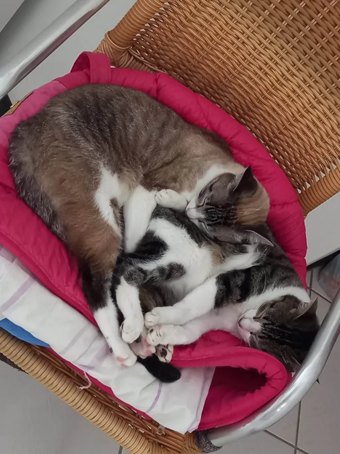 Gato raça SRD-ViraLata idade 5 anos nome Vitória/ Amélia