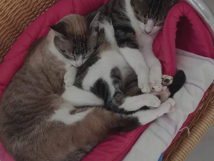 Gato raça SRD-ViraLata idade 5 anos nome Vitória/ Amélia