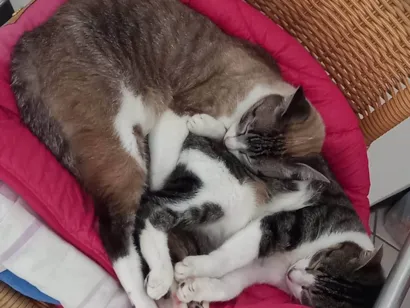 Gato raça SRD-ViraLata idade 5 anos nome Vitória/ Amélia