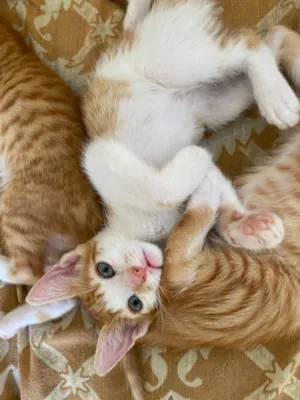 Gato raça SRD-ViraLata idade 2 a 6 meses nome entrar em contato com Jennifer, número 24 988387944