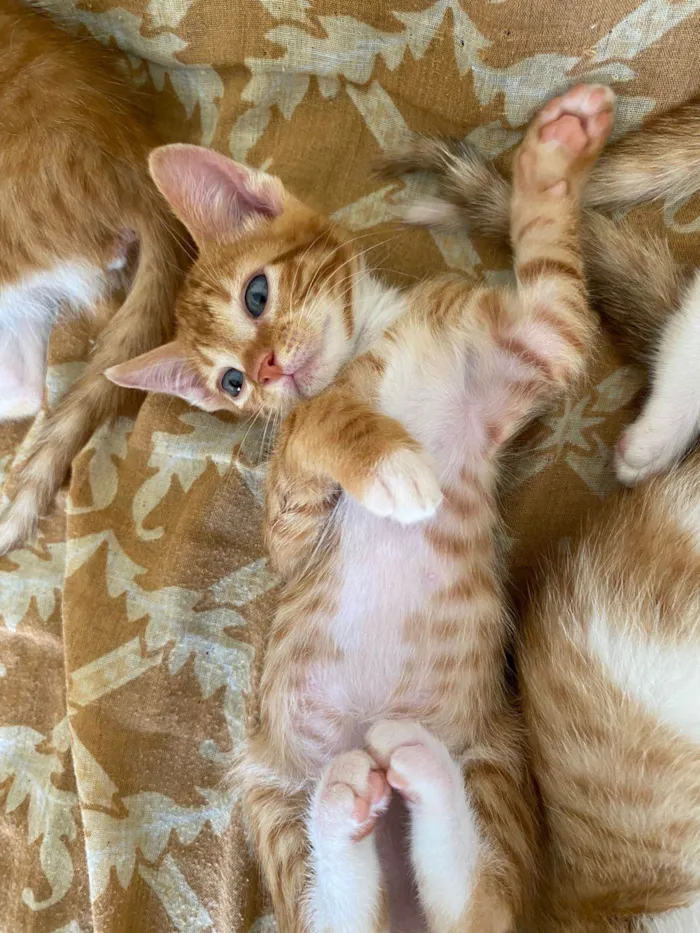 Gato raça SRD-ViraLata idade 2 a 6 meses nome entrar em contato com Jennifer, número 24 988387944