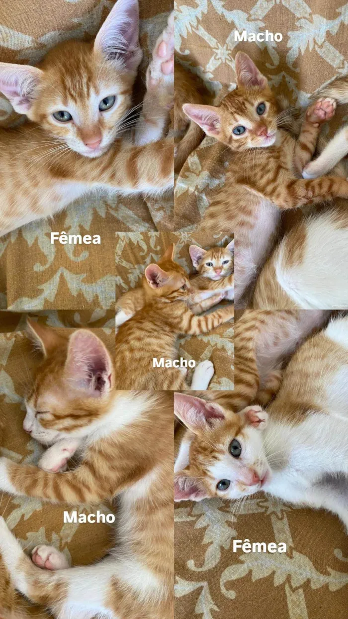 Gato raça SRD-ViraLata idade Abaixo de 2 meses nome entrar em contato com Jennifer, número 24 988387944