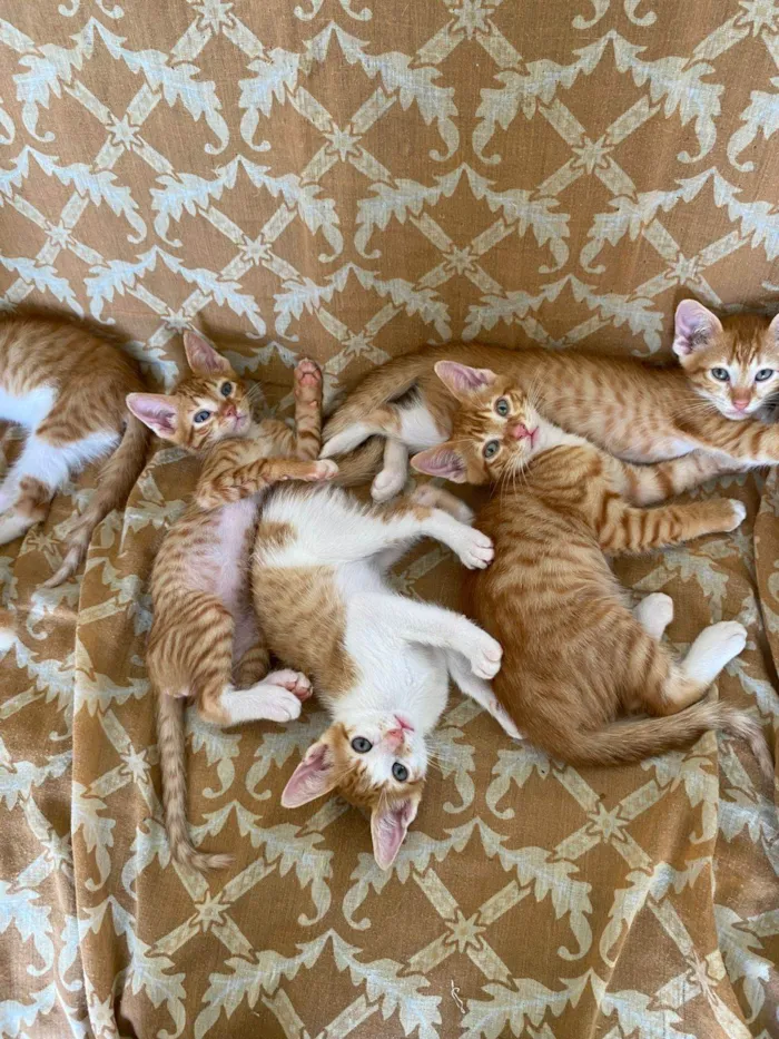 Gato raça SRD-ViraLata idade Abaixo de 2 meses nome entrar em contato com Jennifer, número 24 988387944