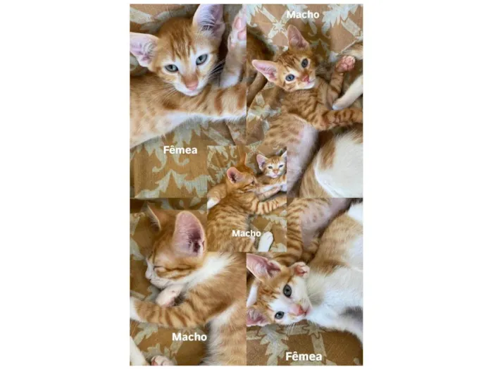 entrar em contato com Jennifer, número 24 988387944