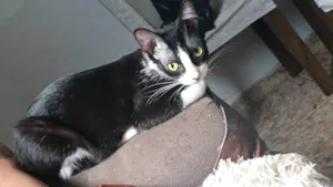 Gato raça SRD-ViraLata idade 7 a 11 meses nome Lili