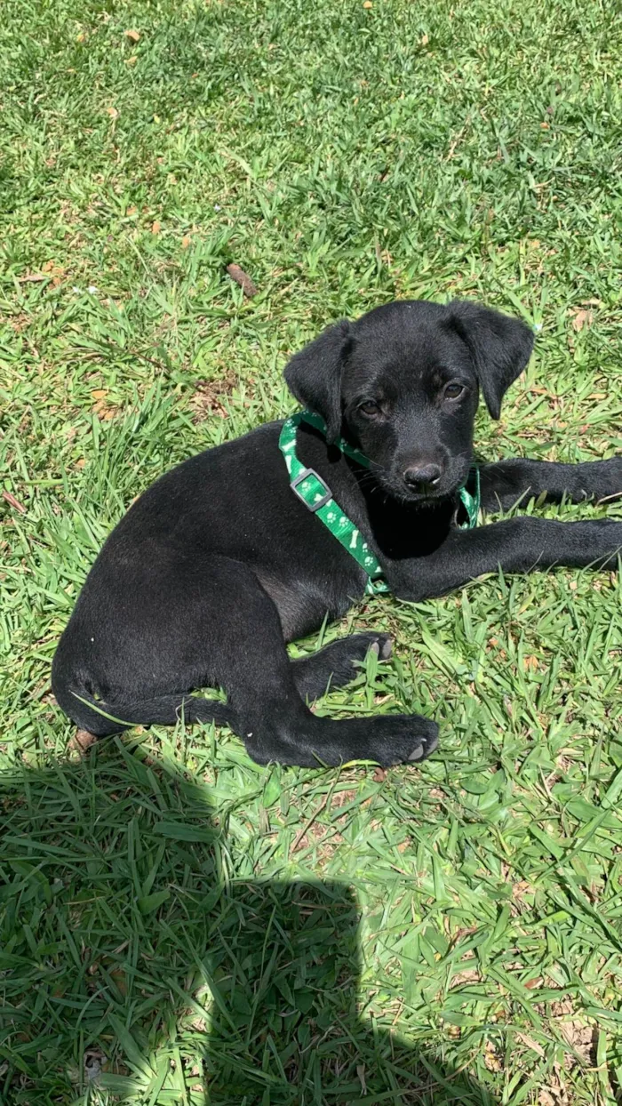 Cachorro raça SRD-ViraLata idade 2 a 6 meses nome Lucki