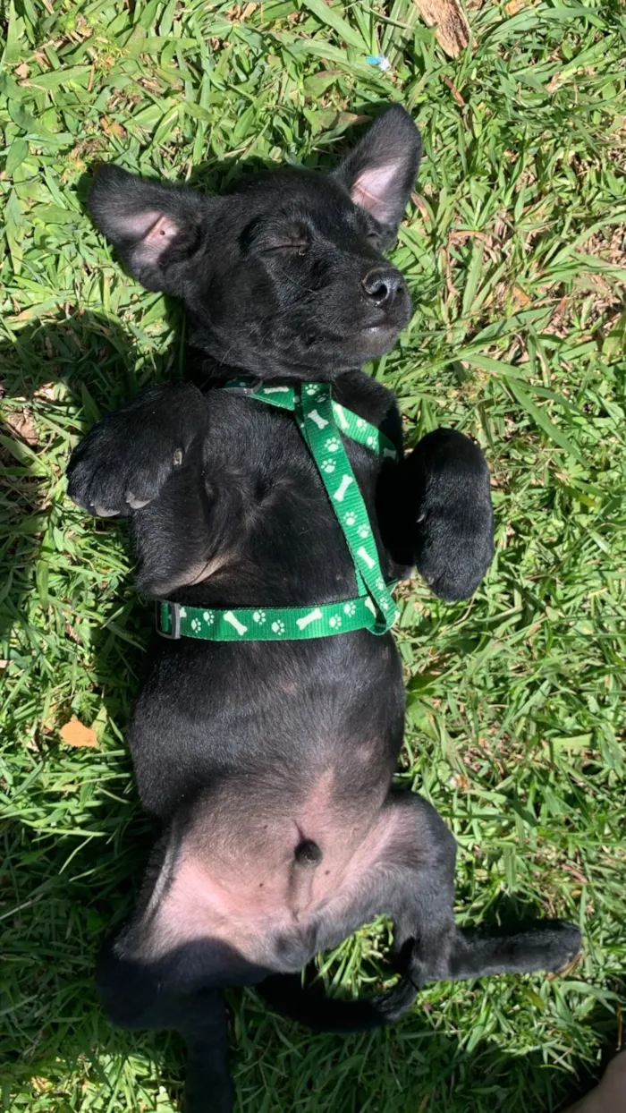 Cachorro raça SRD-ViraLata idade 2 a 6 meses nome Lucki