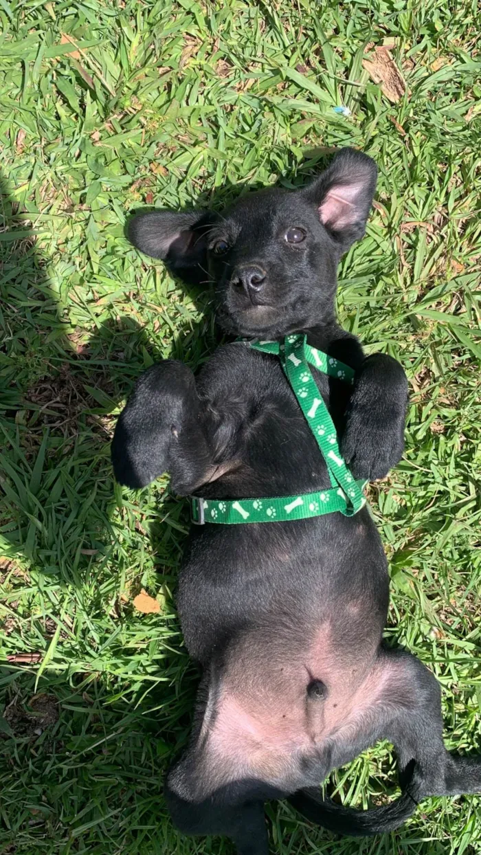 Cachorro raça SRD-ViraLata idade 2 a 6 meses nome Lucki