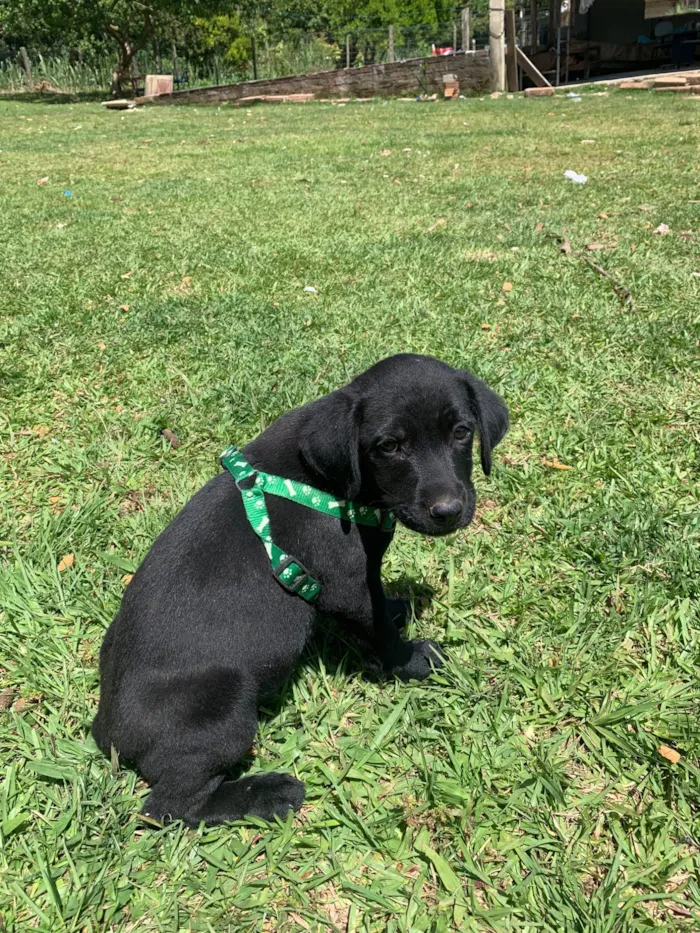 Cachorro raça SRD-ViraLata idade 2 a 6 meses nome Lucki