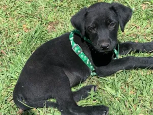 Cachorro raça SRD-ViraLata idade 2 a 6 meses nome Lucki