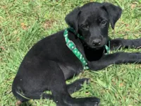Cachorro raça SRD-ViraLata idade 2 a 6 meses nome Lucki