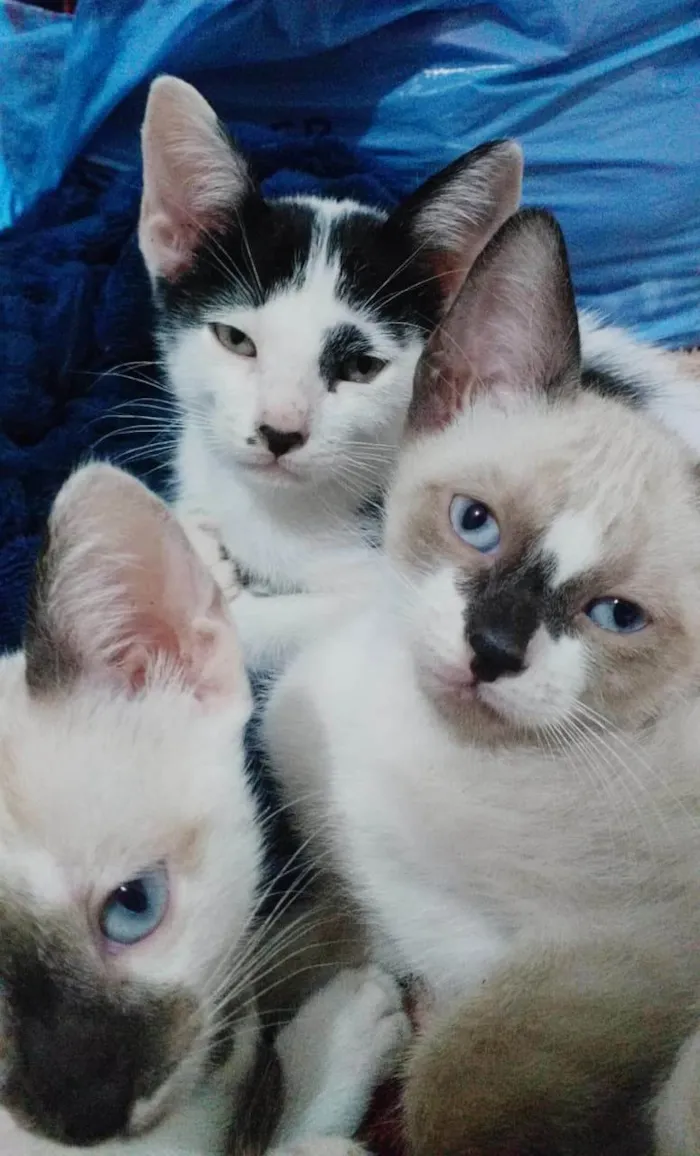 Gatinhos para adoção – dóceis, carinhosos e cheios de amor ??