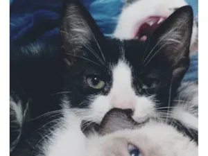 Gatinhos para adoção – dóceis, carinhosos e cheios de amor ??