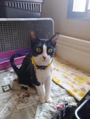 Gato raça SRD-ViraLata idade 7 a 11 meses nome Lili