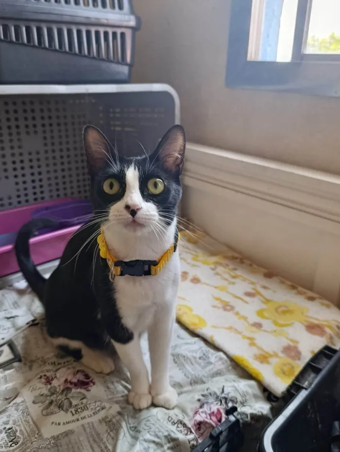 Gato raça SRD-ViraLata idade 7 a 11 meses nome Lili