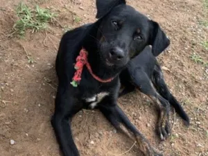 Cachorro raça SRD-ViraLata idade 7 a 11 meses nome Hera