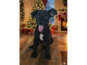 Cachorro raça SRD-ViraLata idade 2 a 6 meses nome Vinni