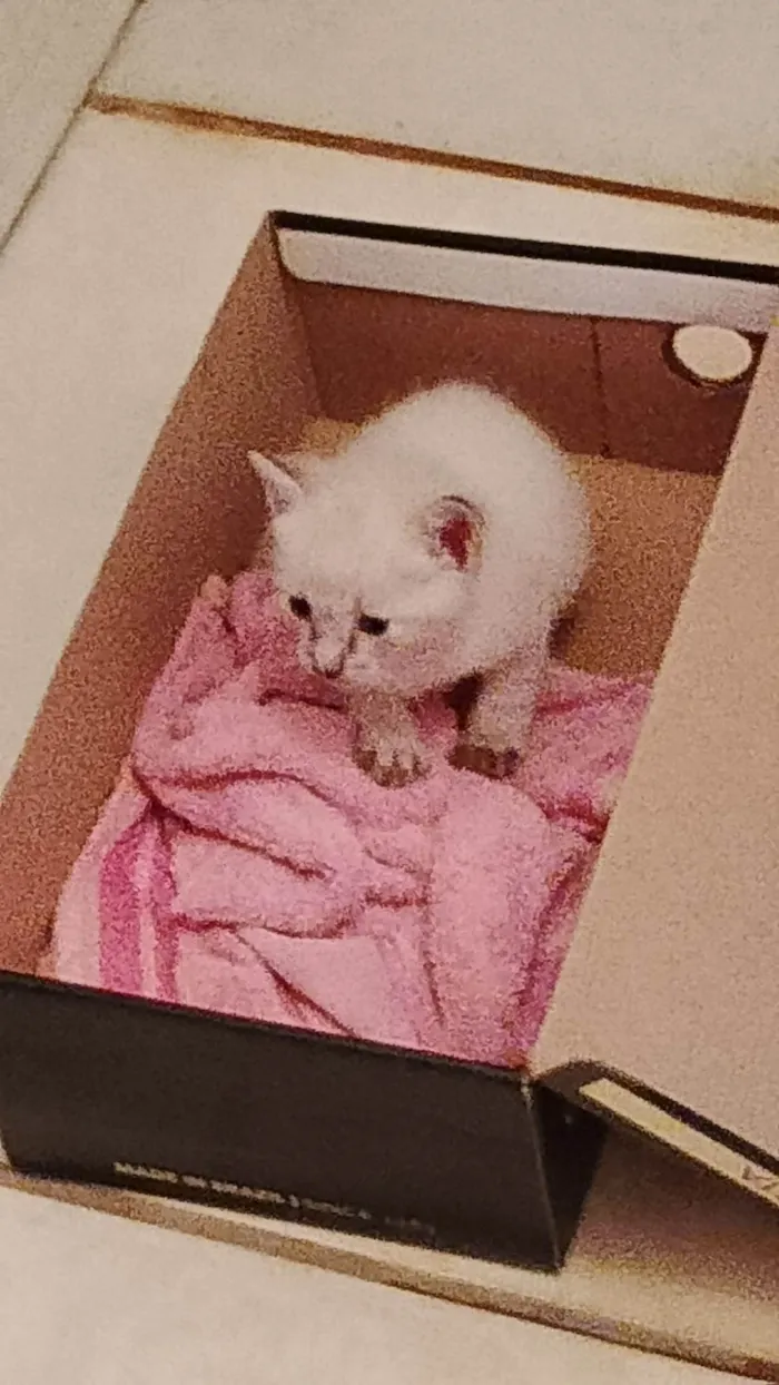 Gato raça SRD-ViraLata idade Abaixo de 2 meses nome Mingau 