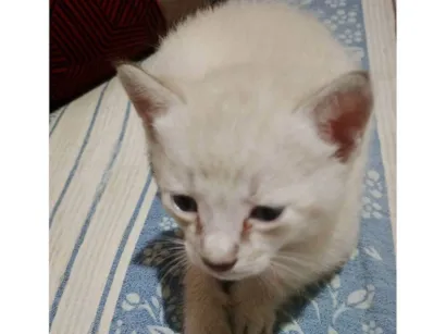 Gato raça SRD-ViraLata idade Abaixo de 2 meses nome Mingau 