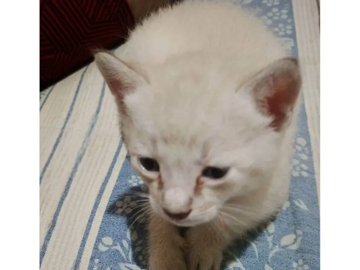 Gato raça SRD-ViraLata idade Abaixo de 2 meses nome Mingau 