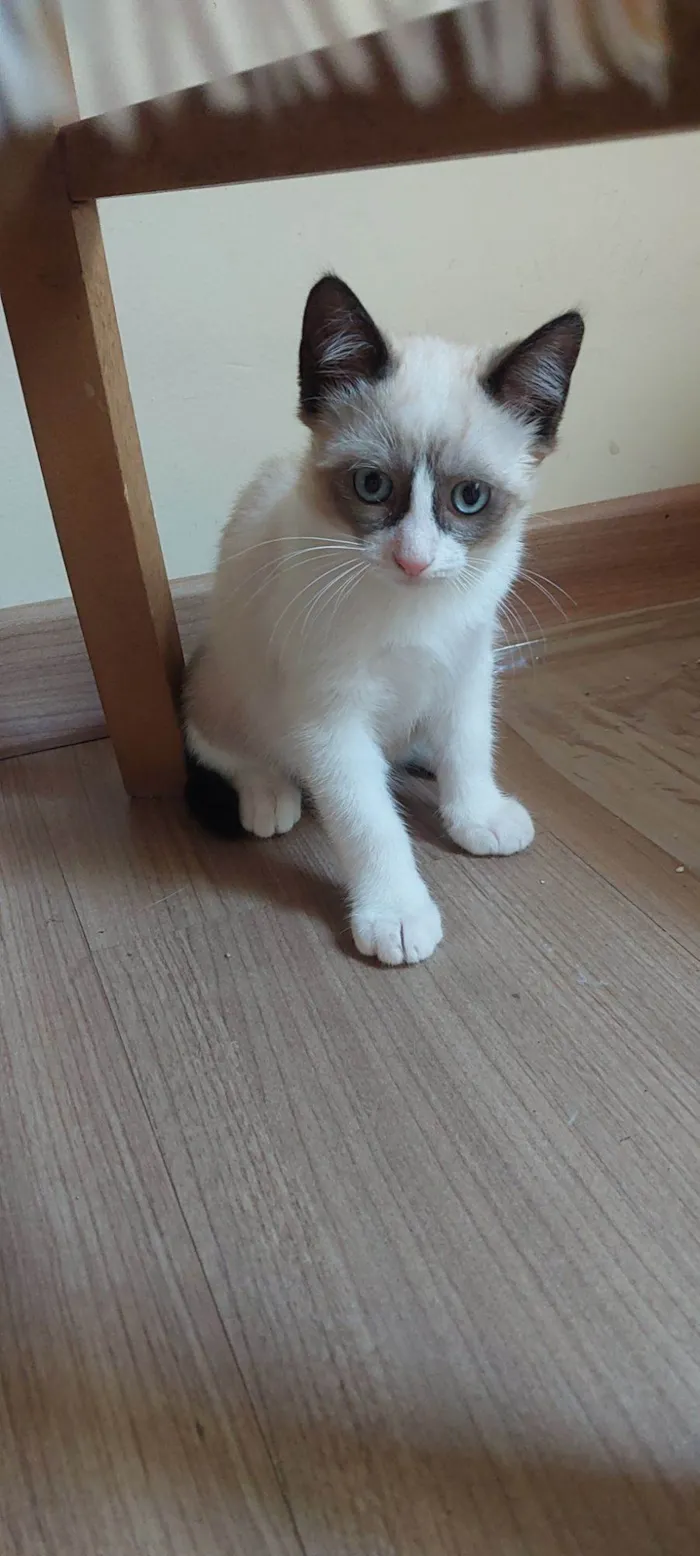 Gato raça SRD-ViraLata idade 2 a 6 meses nome Fofo