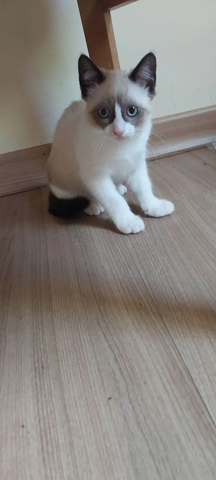 Gato raça SRD-ViraLata idade 2 a 6 meses nome Fofo