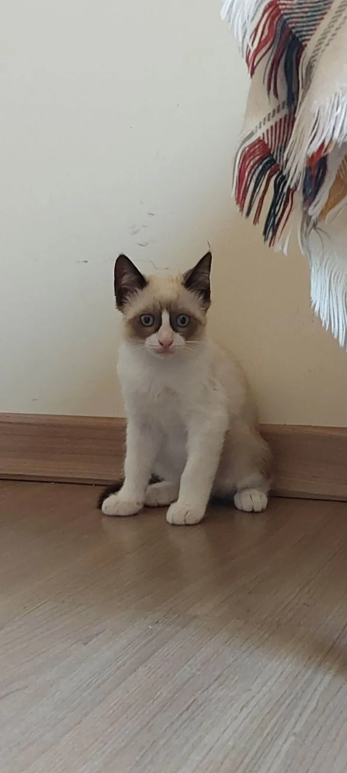 Gato raça SRD-ViraLata idade 2 a 6 meses nome Fofo