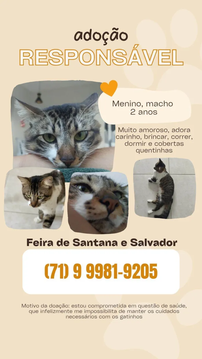 Gato raça SRD-ViraLata idade 2 anos nome Menino